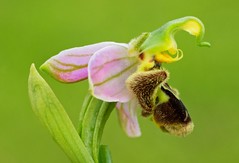 Bee orchids