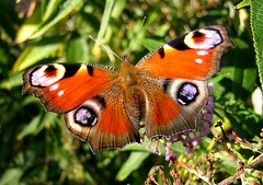 Schmetterlinge, butterflys 2007