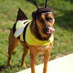 Dog in bee costume 