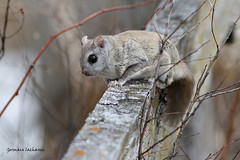 Petit polatouche / Southern Flying Squirrel