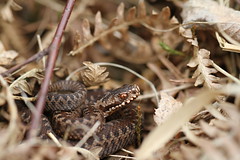 Young Adders