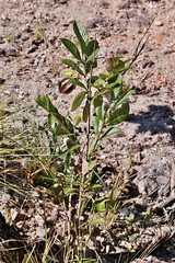BIGNONIACEAE - Jacaranda paucifoliolata