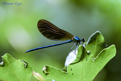 Libellule -  dragonfly