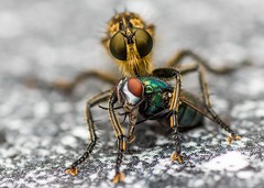 Machimus Atricapillus / Robber Fly / Assassin Fly