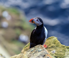 Puffins in Caithness April 2018