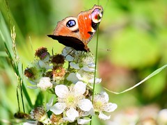Insectes et Papillons