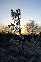 Sunrise - Leat Fields - Cullompton, Devon - Jan 2018
