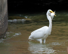 Great Egret doing a little fishing
