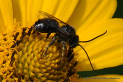 Melissodes, long-horned bees