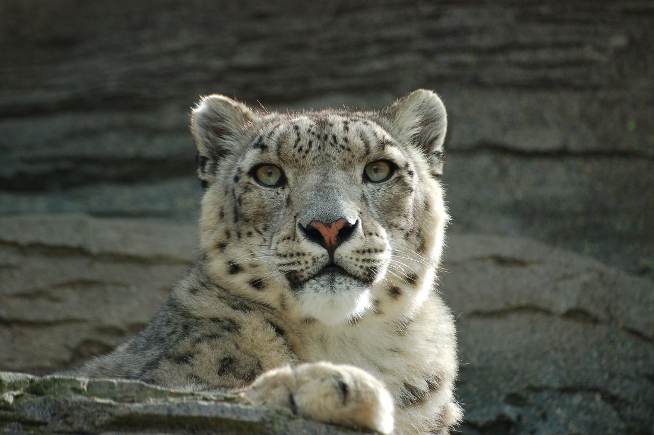 Snow Leopard by Paul Mansfield