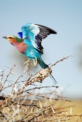 Namibia Birds