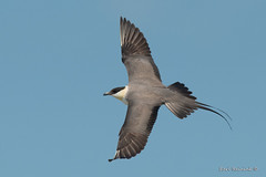 Jaeger (Long-tailed)