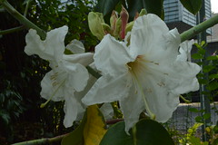 Rhododendron faithae