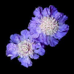 THE SCABIOSA COLLECTION