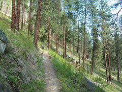Syringa Creek Park Yellow Pine Trail, May 10, 2012