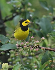 Warblers and vireos