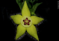 Orbea semota var. lutea (Apocynaceae)