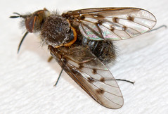 Diptera - Acreotrichus