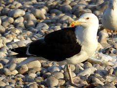 Goéland argenté - European Herring Gull
