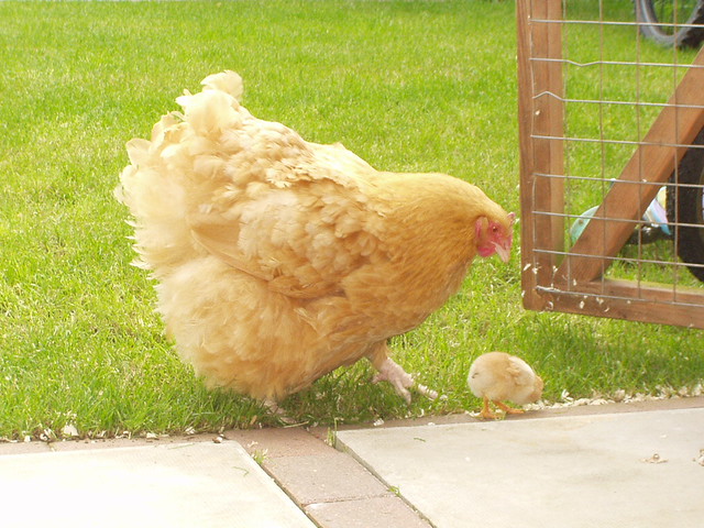 Mother and Chick