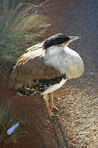 australian birds