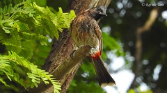 Kakinada Bird Sanctuary