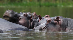 Lake Naivasha Hippos