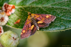 UK Lepidoptera - Moths
