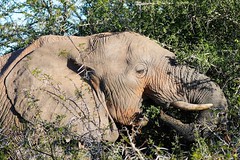 South Africa - Addo Elephant Park