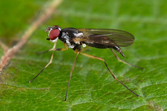 Tanypezidae