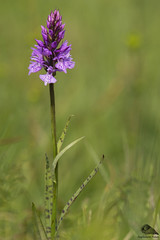 Orchidee (Orchidaceae)