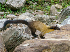 Mammals of Bhutan