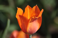 Tulips, tulpaner