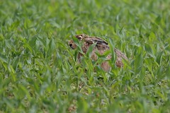 Lièvre d'Europe - Lepus europaeus (European hare)