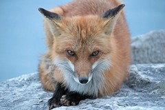 Barker, ( male fox)