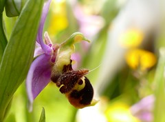 Orchidée bécasse (Ophrys scolopax)