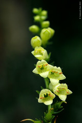 Digitalis lutea (Scrophulariaceae)