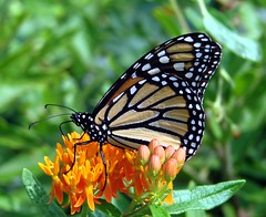 Monarch butterflies