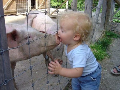 Kid kissing pig