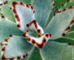 Kalanchoe tomentosa (Crassulaceae)