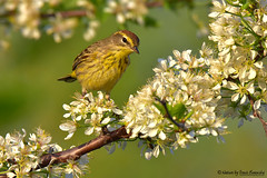 Birds of Spring