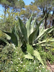 L'AGAVE