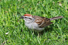 Sparrow, Chipping