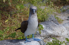 2017 Ecuador - Galapagos