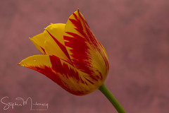 Flaming Tulips