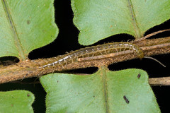 Scolopendridae