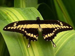 Voilier géant - Thoas swallowtail 