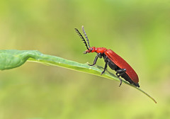 Best photos of beetles, bugs, & spiders