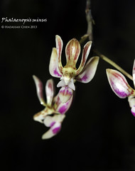 Phalaenopsis minus (Orchidaceae)