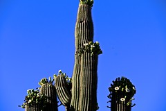 Giant Saguaro Cactus In Bloom 2018